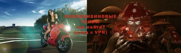 прущие грибы Белокуриха