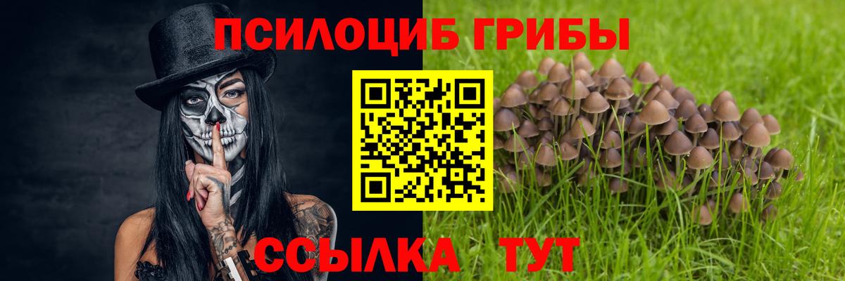 Псилоцибиновые грибы Psilocybe Гай
